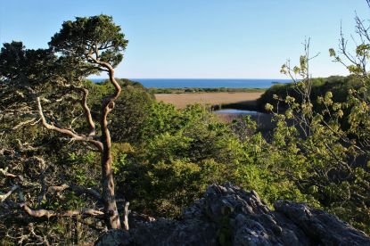 Picture of Summer Research in Conservation at the Norman Bird Sanctuary Deposit